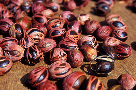 Nutmeg and Mace, Seychelles