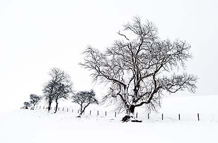 Winter Trees