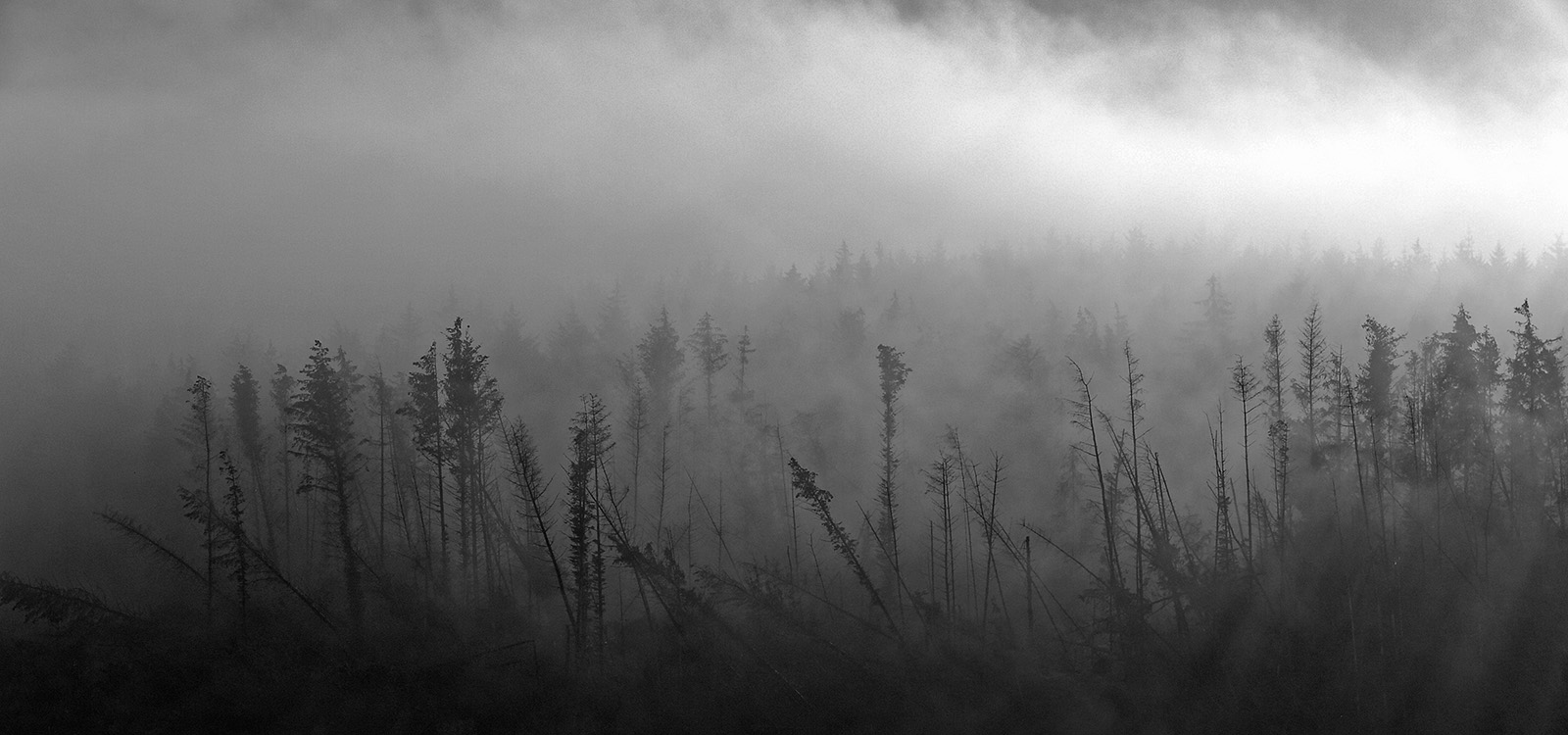 Matterdale Forest